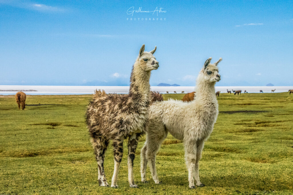 Alpagas Des Andes En Bolivie Guillaume Astruc Photography