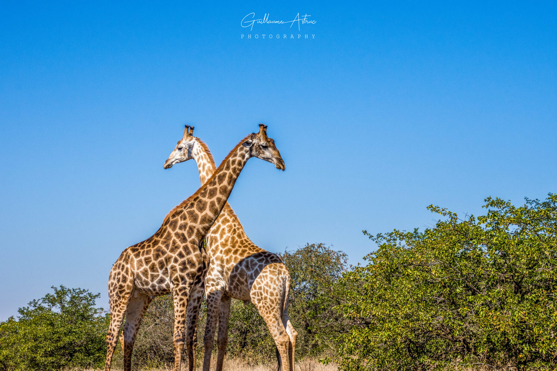 Combat de girafes - Guillaume Astruc Photography