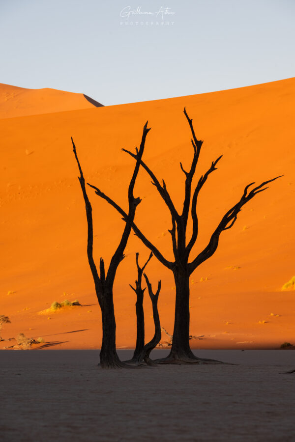 Silhouettes du Namib