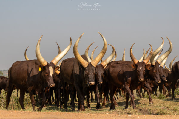 Les Ankole Longhorns, vaches à longues cornes