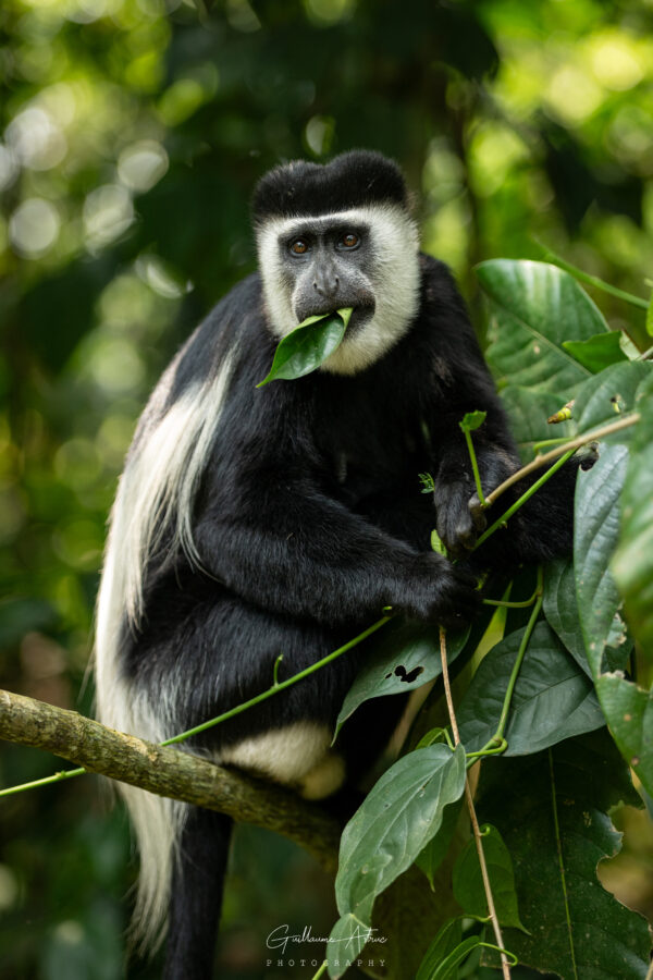 Colobe noir et blanc