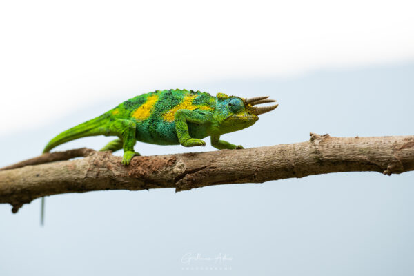 Le caméléon de Rwenzori