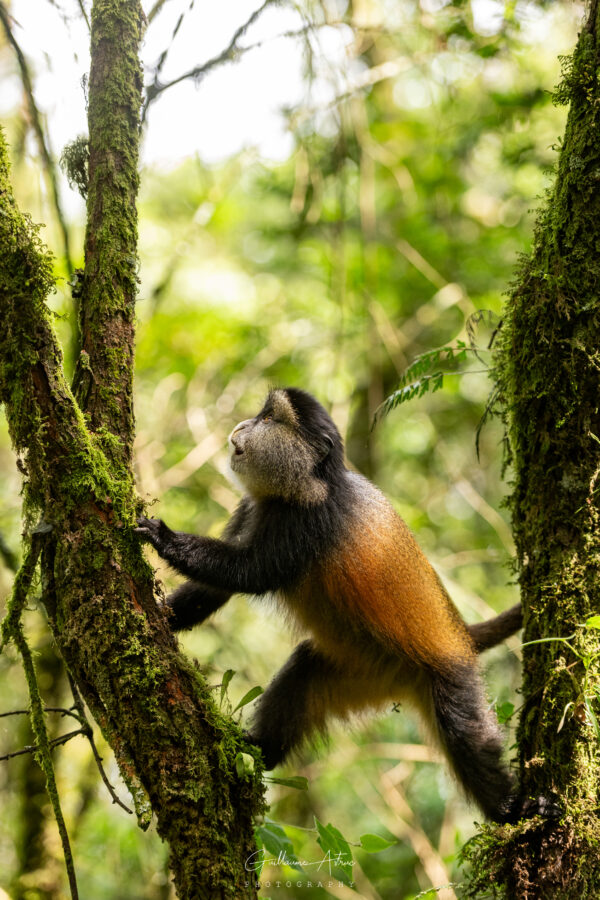 Un singe doré bien équilibré