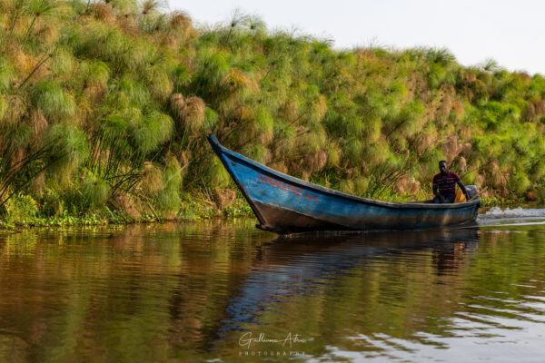 Dans les méandres du marais de Mabamba